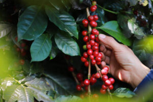 robusta coffee berries